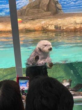マリンワールド海の中道に投稿された画像（2023/5/6）