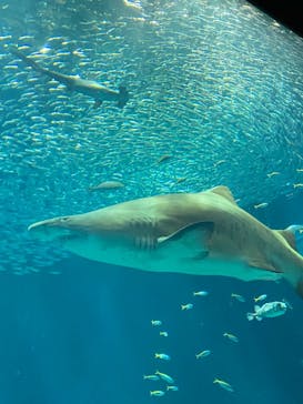 マリンワールド海の中道に投稿された画像（2023/5/6）