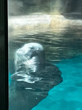 大分マリーンパレス水族館 「うみたまご」に投稿された画像（2023/5/6）