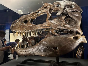 特別展「恐竜博2023」に投稿された画像（2023/5/6）