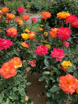 いばらきフラワーパークに投稿された画像（2023/5/6）