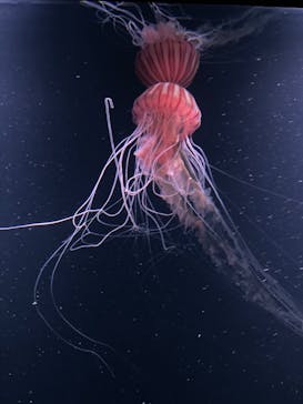 サンシャイン水族館に投稿された画像（2023/5/6）