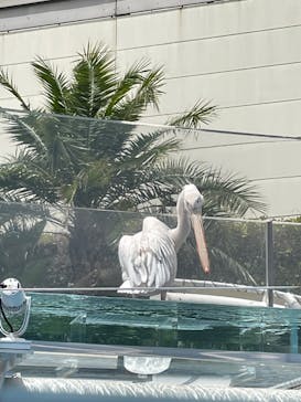 サンシャイン水族館に投稿された画像（2023/5/6）