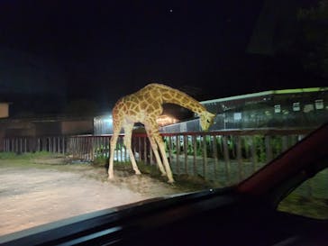 那須サファリパークに投稿された画像（2023/5/6）