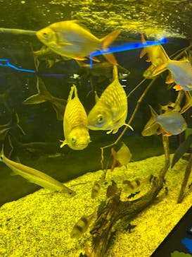 カワスイ 川崎⽔族館に投稿された画像（2023/5/6）