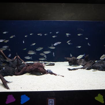 カワスイ 川崎⽔族館に投稿された画像（2023/5/6）