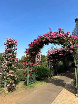 京成バラ園に投稿された画像（2023/5/6）