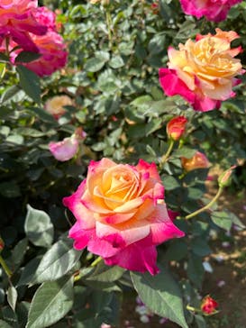 京成バラ園に投稿された画像（2023/5/6）