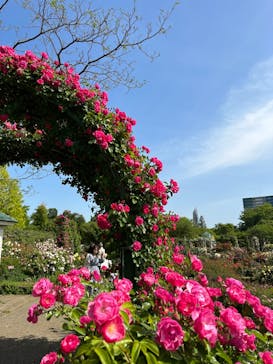 京成バラ園に投稿された画像（2023/5/6）