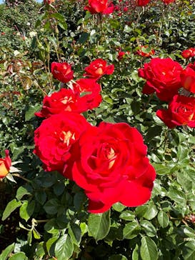 京成バラ園に投稿された画像（2023/5/6）