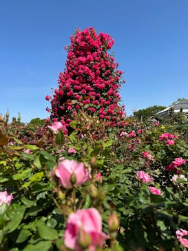 京成バラ園に投稿された画像（2023/5/6）