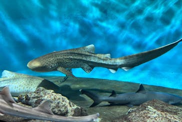 アクアワールド茨城県大洗水族館に投稿された画像（2023/5/6）