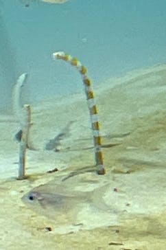 アクアワールド茨城県大洗水族館に投稿された画像（2023/5/6）