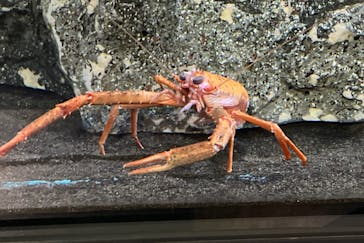 アクアワールド茨城県大洗水族館に投稿された画像（2023/5/6）