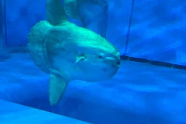 アクアワールド茨城県大洗水族館に投稿された画像（2023/5/6）