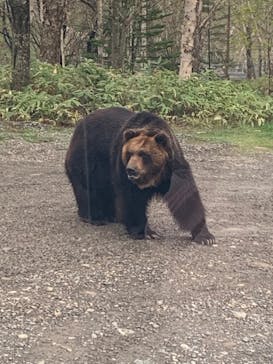 サホロリゾート　ベア･マウンテンに投稿された画像（2023/5/6）