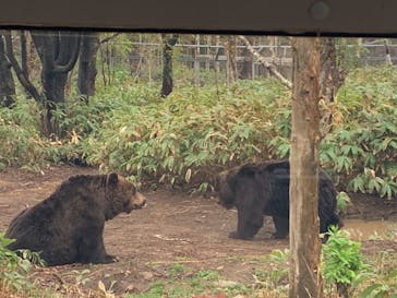 サホロリゾート　ベア･マウンテンに投稿された画像（2023/5/6）
