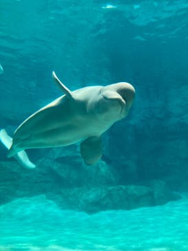 名古屋港水族館に投稿された画像（2023/5/6）