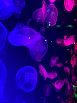 名古屋港水族館に投稿された画像（2023/5/6）