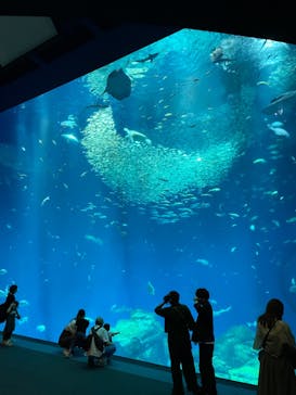 アクアワールド茨城県大洗水族館に投稿された画像（2023/5/6）