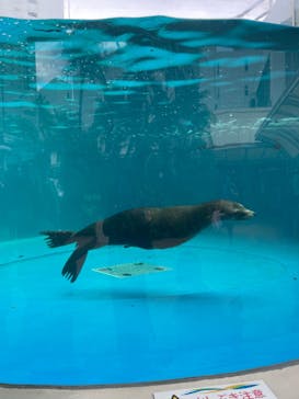 サンシャイン水族館に投稿された画像（2023/5/6）