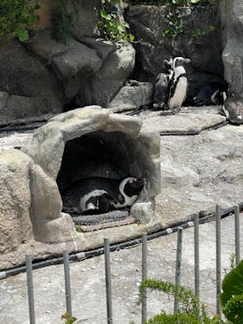 サンシャイン水族館に投稿された画像（2023/5/6）