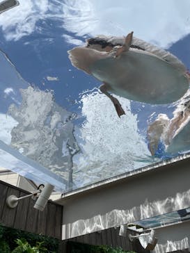 サンシャイン水族館に投稿された画像（2023/5/6）