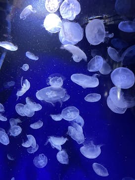 サンシャイン水族館に投稿された画像（2023/5/6）