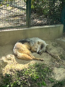 群馬サファリパークに投稿された画像（2023/5/6）