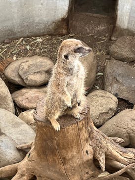 群馬サファリパークに投稿された画像（2023/5/6）