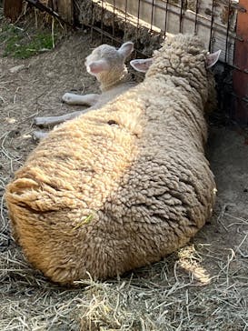 群馬サファリパークに投稿された画像（2023/5/6）