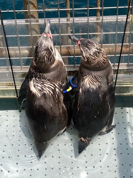 伊豆・三津シーパラダイスに投稿された画像（2023/5/6）