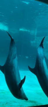 名古屋港水族館に投稿された画像（2023/5/6）