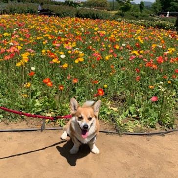 いばらきフラワーパークに投稿された画像（2023/5/6）