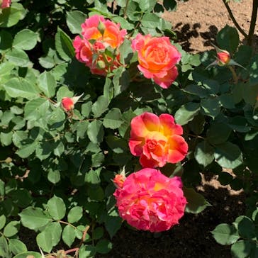 いばらきフラワーパークに投稿された画像（2023/5/6）