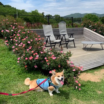 いばらきフラワーパークに投稿された画像（2023/5/6）