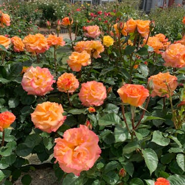 いばらきフラワーパークに投稿された画像（2023/5/6）