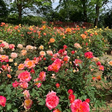 いばらきフラワーパークに投稿された画像（2023/5/6）