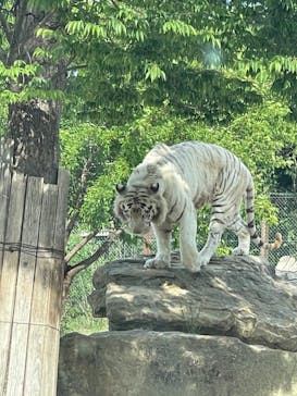 群馬サファリパークに投稿された画像（2023/5/6）