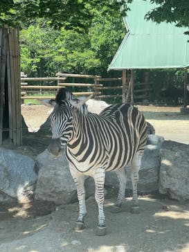 群馬サファリパークに投稿された画像（2023/5/6）