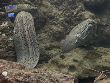 串本海中公園水族館に投稿された画像（2023/5/6）