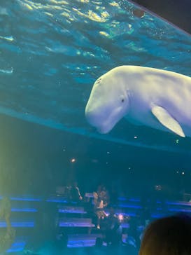 島根県立 しまね海洋館に投稿された画像（2023/5/6）