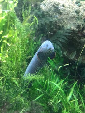 環境水族館アクアマリンふくしまに投稿された画像（2023/5/6）