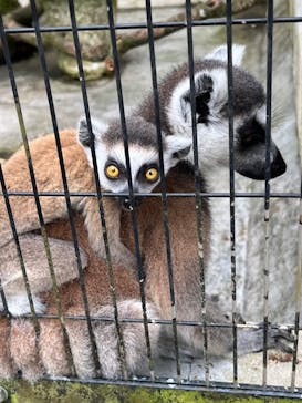 ネオパークオキナワに投稿された画像（2023/5/6）