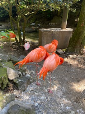 伊豆シャボテン動物公園に投稿された画像（2023/5/6）