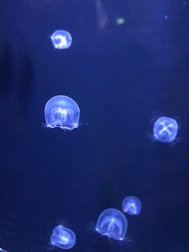 マリンワールド海の中道に投稿された画像（2023/5/6）