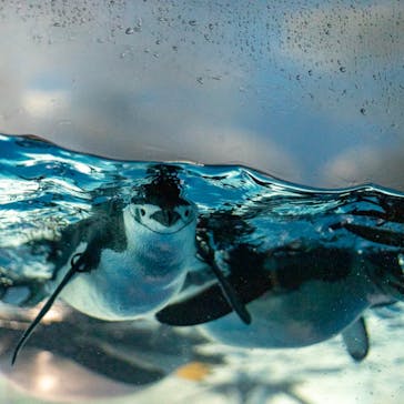 名古屋港水族館に投稿された画像（2023/5/6）