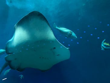 大分マリーンパレス水族館 「うみたまご」に投稿された画像（2023/5/6）