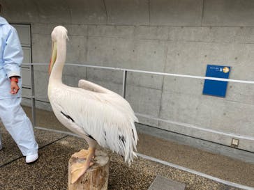 大分マリーンパレス水族館 「うみたまご」に投稿された画像（2023/5/6）