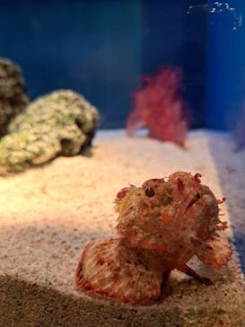 島根県立 しまね海洋館に投稿された画像（2023/5/6）